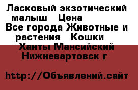 Ласковый экзотический малыш › Цена ­ 25 000 - Все города Животные и растения » Кошки   . Ханты-Мансийский,Нижневартовск г.